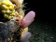 Weißlich-pink, transparenter bis zu 6 cm. langer und leicht rechteckiger Körper mit feinen Adern oder Punkten. Lebt auf felsigem Grund in Tiefen von 10-3000 Metern. Verbreitung: Vom Mittelmeer bis Nordnorwegen 